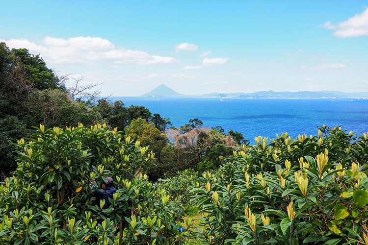 鹿児島県南大隅町根占のびわ畑から望む錦江湾と開門岳