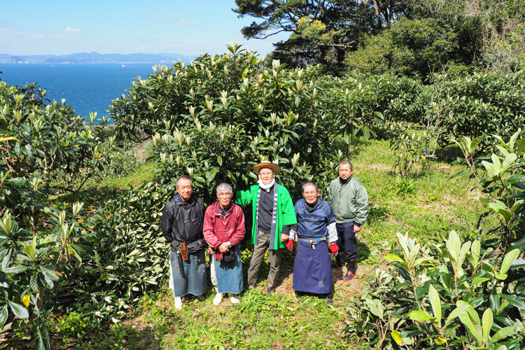 100％鹿児島産のびわ葉だけを使用